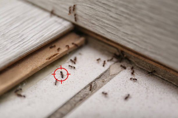 Wasp Removal Services in Fairbury, IL