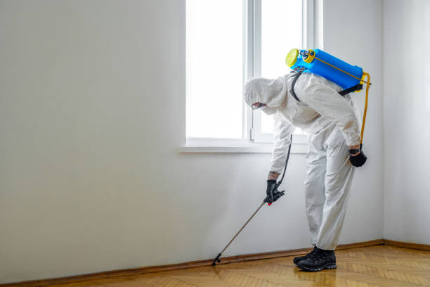 Best Spider Control Near Me  in Fairbury, IL
