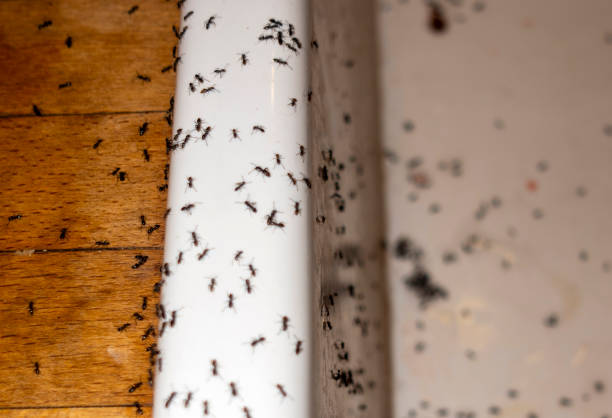 Best Wasp Removal Services  in Fairbury, IL