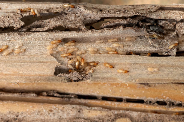 Best Flea Control Services  in Fairbury, IL